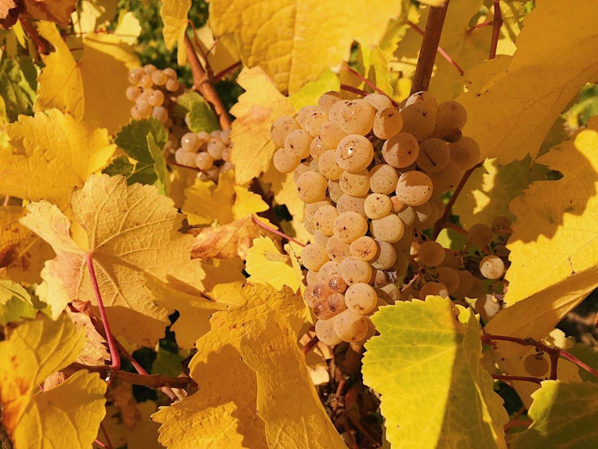 Weingut-Aparthotel Olinger Mehring  Exterior foto